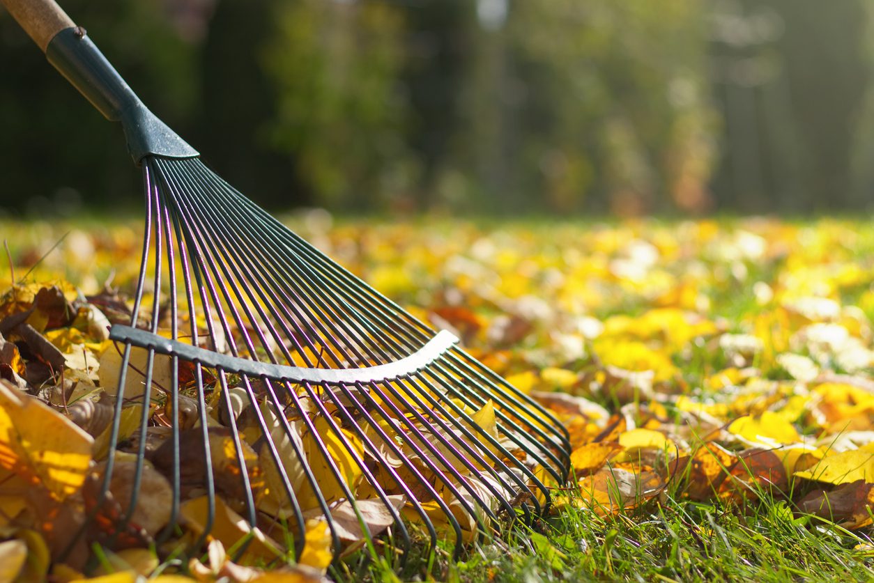Raking fallen leaves on commercial landscapes