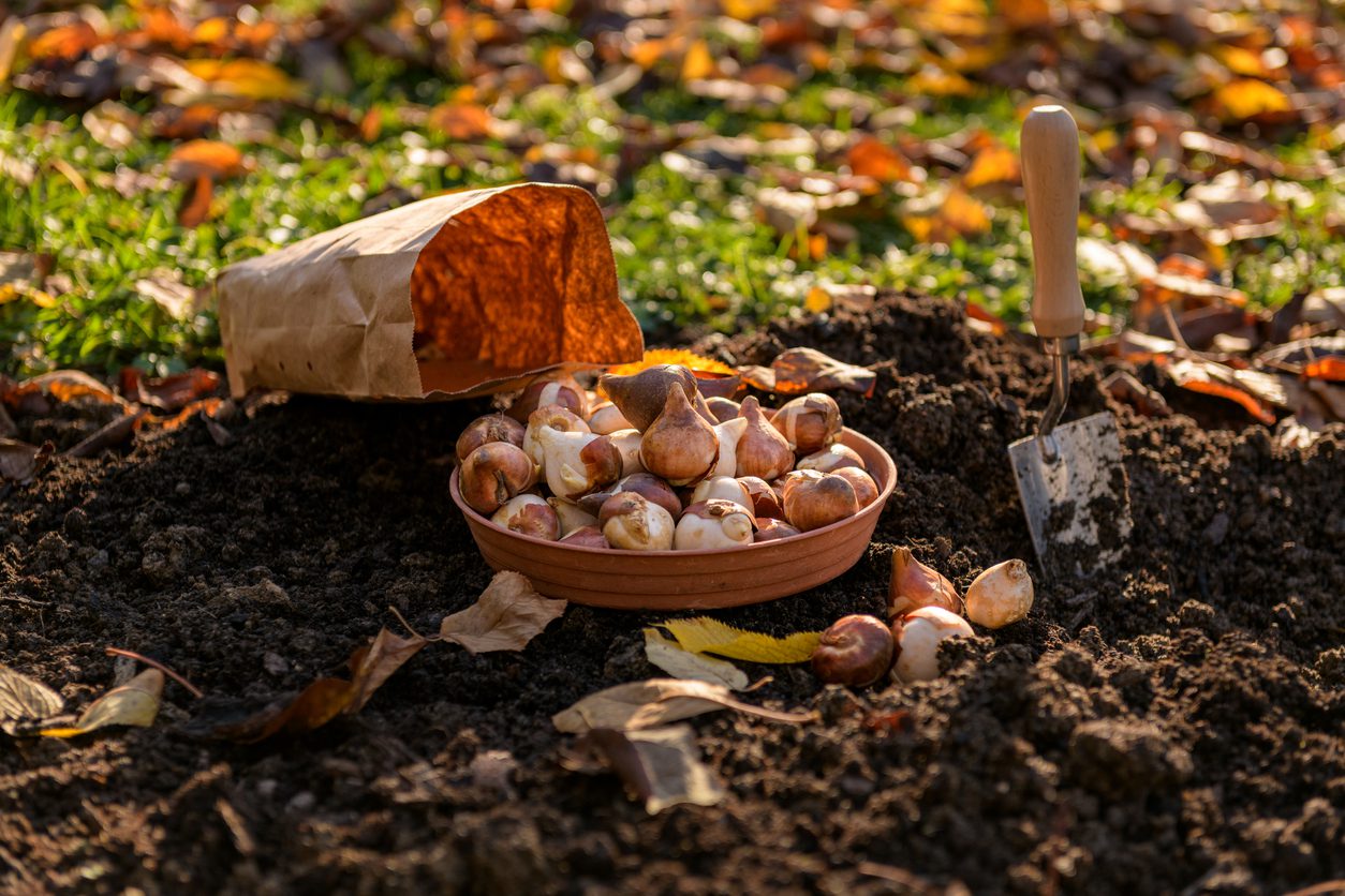 Fall Landscaping Tips for Commercial Properties. Fall planting guide